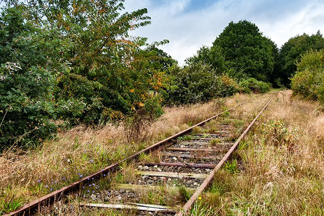 CPK startuje. Na razie z inwentaryzacjami przyrodniczymi
