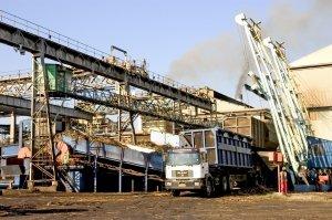 Tea time w Swarzędzu. Pod Poznaniem powstanie fabryka herbaty