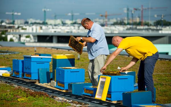 Na zielonym dachu Royal Wilanów zamieszkały pszczoły